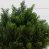 Nearly Natural 3-ft Cedar Artificial Bush (Indoor/Outdoor) - image 3 of 4