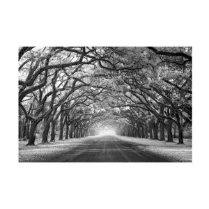 Trademark Fine Art - Mike Jones Photo 'Wormsloe Inf Light' Canvas Art - 1 of 4