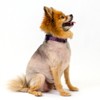 Country Brook Petz Deluxe Dog Collar - Paisley Collection - Made in The U.S.A. - 2 of 4