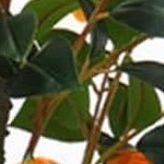 100cm orange (disassembly)