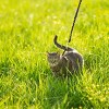 Come With Me Kitty™ Cat Harness & Bungee Leash