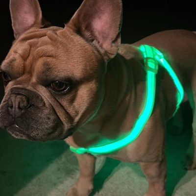 Best led dog clearance harness