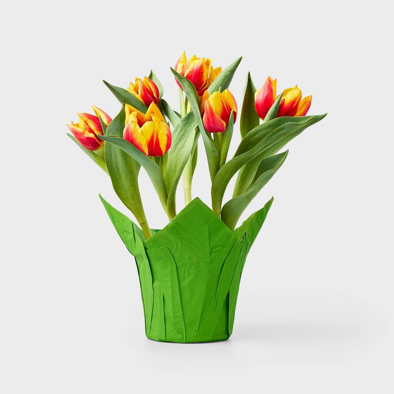 Live 6" Potted Tulip Plant - Spritz™, 1 of 4