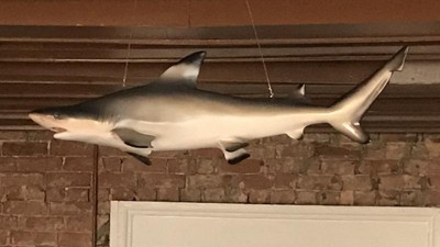 Design Toscano Blacktip Shark Ceiling Mount Trophy Sculpture ...