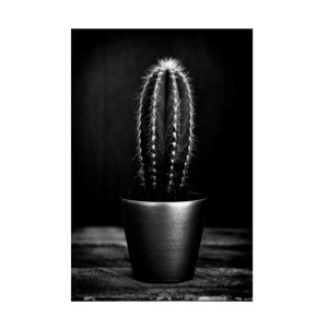 Tom Quartermaine 'Black and White Cactus' Canvas Art - 1 of 4