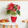 Maggift Planters Smart Self-watering Planter Pot for Indoor and Outdoor Round Cone, Garden Decor, Decorative Plant Pots, Balcony, Red 3"*11"*11" - 3 of 4