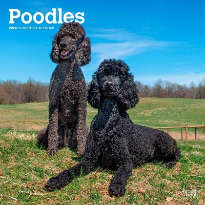 Browntrout 2024 Wall Calendar 12x12 Poodles Target   GUEST 55a6e994 25c0 4eb2 B0dd 666266ae715a