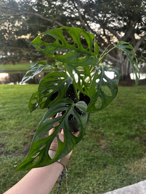 Guest review image 2 of 4, zoom in