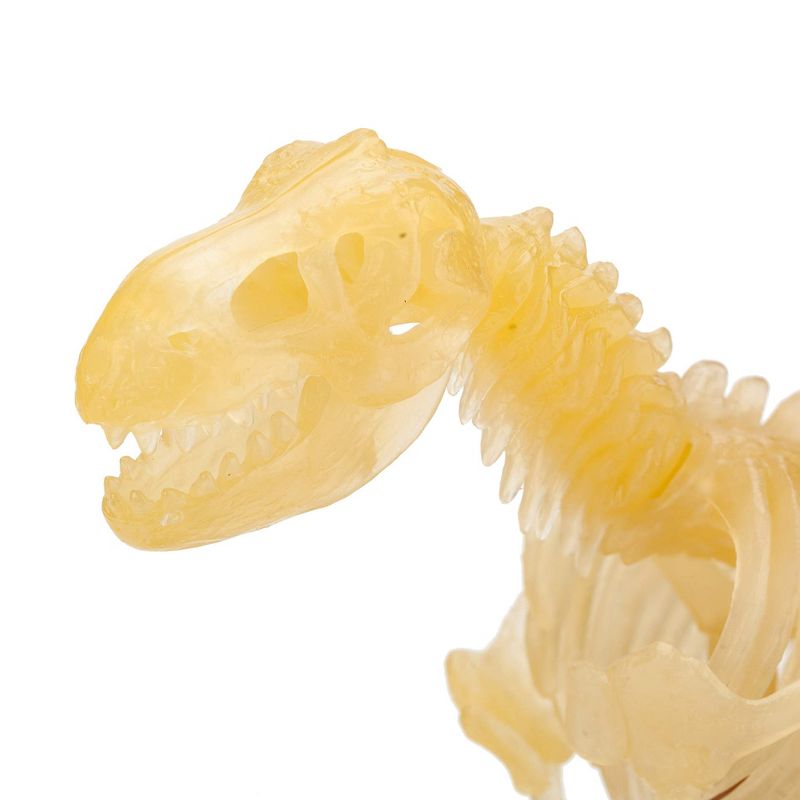 Eastcolight 36013 3D Tyrannosaurus Model Kit, DIY Dinosaur Skeleton Assembly Toys, Fluorescence Educational Science Steam Toy, 5 of 10