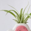 Live Houseplant with Florets Pot Pink - Good Little Garden™ - 3 of 4
