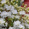2.5qt Pleasant White Azalea Plant with White Blooms - National Plant Network: Ideal for Garden Beds & Hedges - 3 of 4