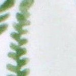 woodland fern service for 4 (16pc)