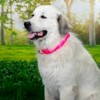 Country Brook Petz HossFit Jr Wide Martingale Dog Collar - Training Collar with No Buckle - Vibrant, Colorful Collection - 2 of 4