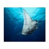 Trademark Fine Art Roberto Marchegiani Manta Fly Wood Slat Art - 3 of 4