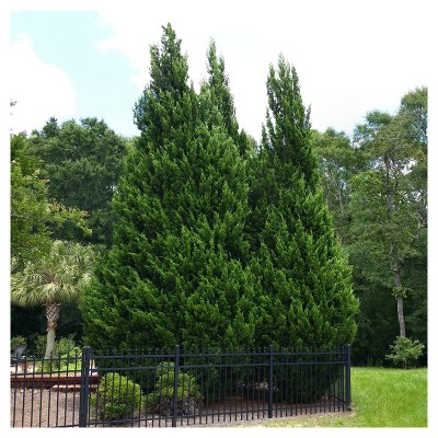 Cypress 'Leyland' 1pc - National Plant Network U.S.D.A Hardiness Zone 5-9 - 2.25 Gallon