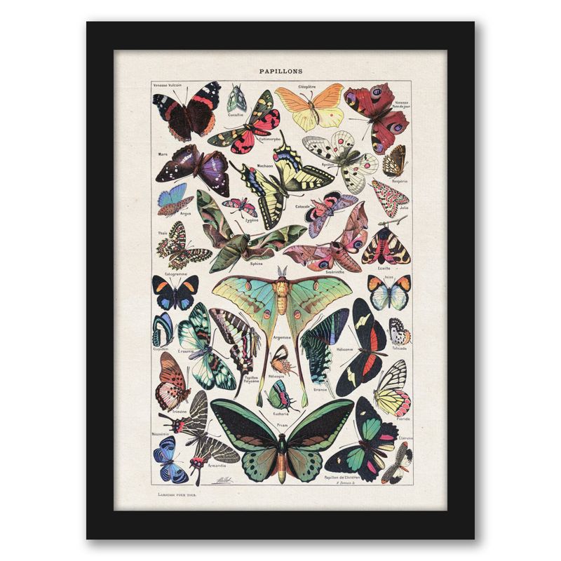 Americanflat Animal Educational Papillons Vintage Art Print By Samantha Ranlet Black Frame Wall Art, 1 of 9