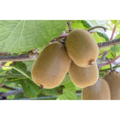 Mighties Kiwi Fruit - 1lb