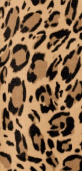 natural bold leopard