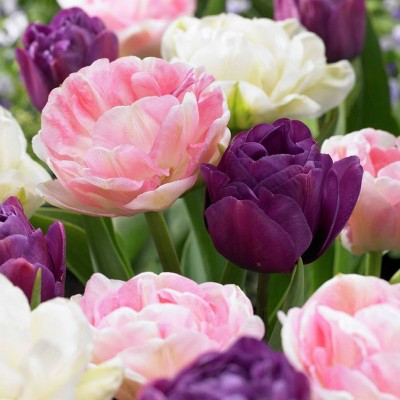 Set of 25 Bulbs Tulips Double Peony Blend - Van Zyverden