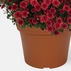 12" Garden Mum Plant - Good Little Garden™ - 3 of 4