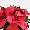 Holiday 6" Pink Poinsettia Live Plant - Good Little Garden™ - 2 of 4