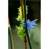SuperMoss Dragonfly Orchid Clips – Plant Training Clips, Assorted Colors, 16 Count (Pack of 1) - 2 of 2