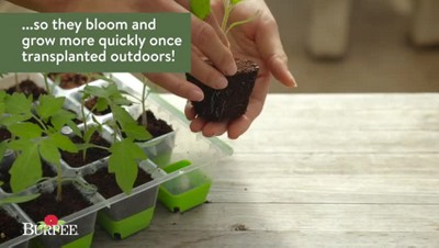 Burpee Greek Oregano Seeds - Thumbnail 5