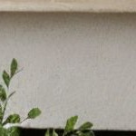 white sand wirebrush