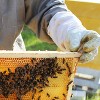 Lehman's Beekeeping Medium Nuc Box, Assembled Super or Brood Box with Plastic Foundation Frames for 5 Frame Honeybee Hives, Amish Made - 3 of 4