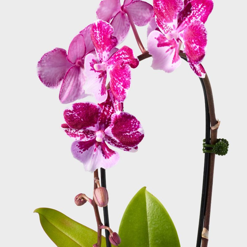 Live 3&#34; Pink Purple Waterfall Orchid Houseplant - Spritz&#8482;, 3 of 5