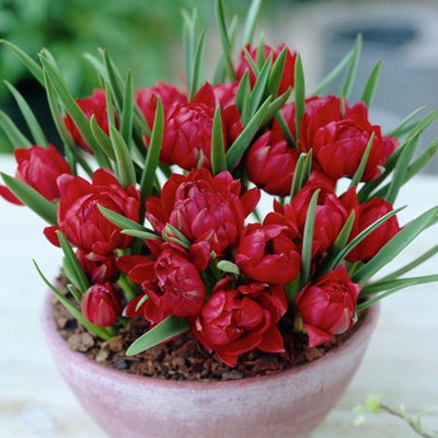 Crocus Small Talk Red - Set of 12 Bulbs - Van Zyverden