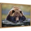Amanti Art Brown Bear Resting by Design Pics Danita Delimont Canvas Wall Art Print Framed 23 x 16-in. - 3 of 4