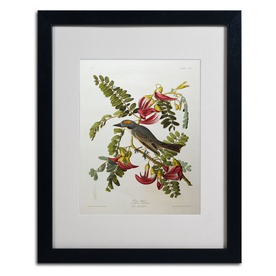 Trademark Fine Art -John James Audubon 'Gray Tyrant Gray Kingbird' Framed Art