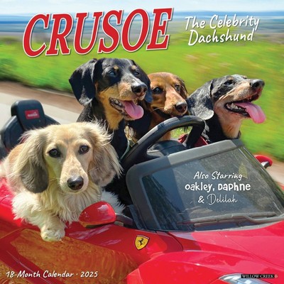 Willow Creek Press Crusoe the Celebrity Dachshund 2025 Wall Calendar: Monthly 12x12" Paper, All Ages, Blue, Sewn Binding