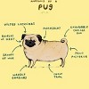 Men's Design By Humans Anatomy of a Pug By SophieCorrigan T-Shirt - 2 of 3