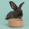 Mason Cash: Cane Rabbit Bowl, 5.2", 13.5oz, Tan Food-Water Feeding Dish - 3 of 4