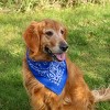 CTM Modern Paisley 20x20 Cotton Bandana 6 Pack - 3 of 4
