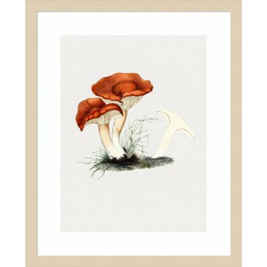 Amanti Art Hand Drawn Rufous Milkcap Mushroom by Biodiversity Heritage Library Wood Framed Wall Art - 1 of 4