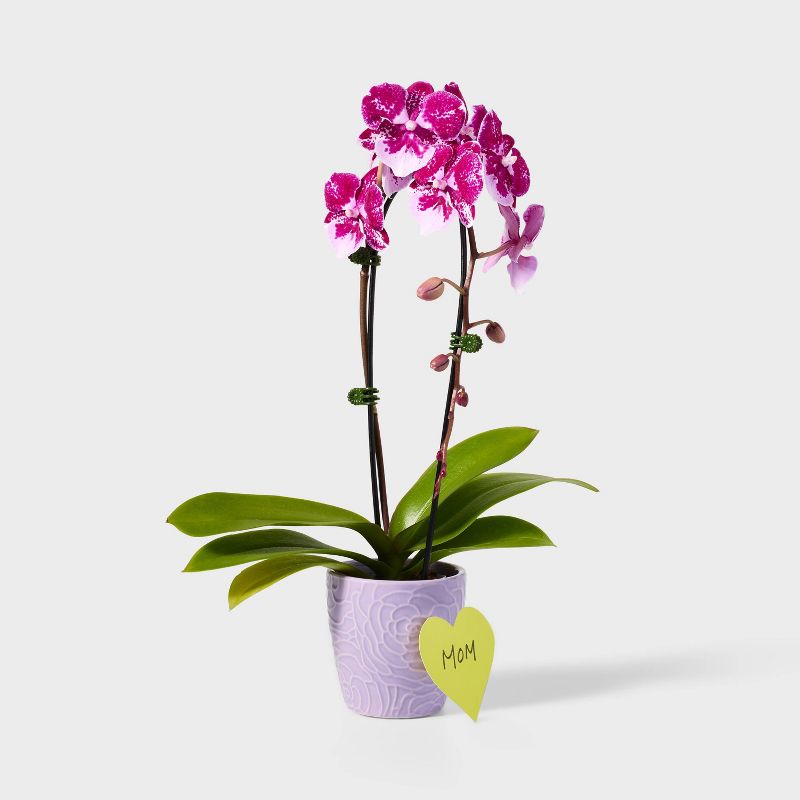 Live 3&#34; Pink Purple Waterfall Orchid Houseplant - Spritz&#8482;, 2 of 5