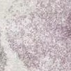 ivory/purple