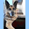 Big Barker 7" Orthopedic Dog Bed - Sofa Edition - 2 of 4
