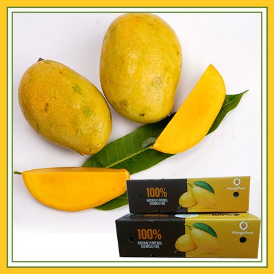 Fresh Mallika Mangoes – 7 Pcs (Naturally Ripened, Sweet & Aromatic Tropical Fruit)