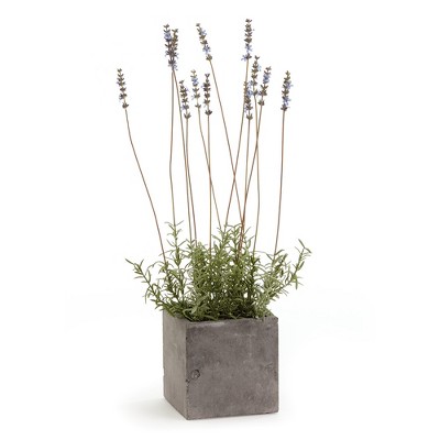 Plum & Post French Lavender In Square Pot 24"