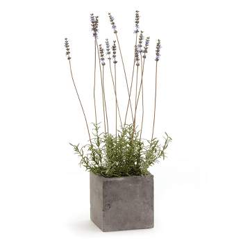 Plum & Post French Lavender In Square Pot 24"