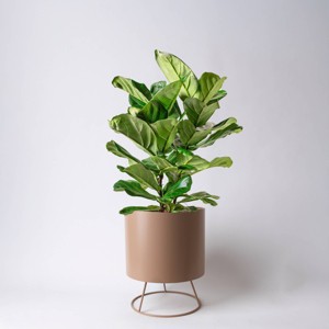 Mila Beige - Good Little Garden™ - 1 of 3