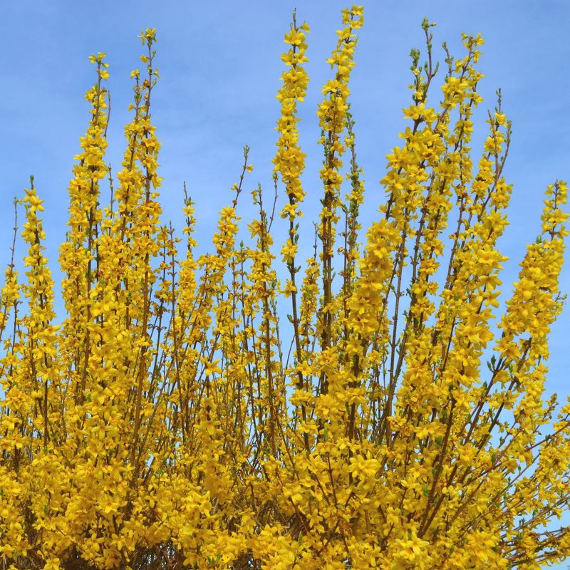 Forsythia &#39;Lynwood Gold&#39; 2.5qt U.S.D.A. Hardiness Zones 5-8 - 1pc - National Plant Network, 1 of 5