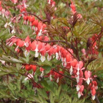 Van Zyverden Set of 2 Bleeding Hearts Valentine Roots