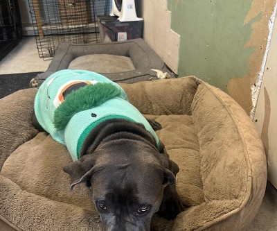 Guest review image 1 of 1, zoom in