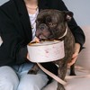 Dexypaws: Marble Dog Bowl: Blush Pink & Gold Accent - 6.3" Diameter - 4 of 4