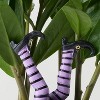 Halloween Hunch Punch Live Houseplant - Good Little Garden™ - 4 of 4